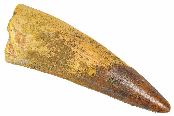 Fossil Spinosaurus Tooth - Real Dinosaur Tooth #382395